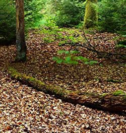 Capture Magic with GladsBuy Forest Fallen Leaves Backdrop