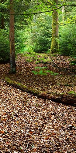 Capture Magic with GladsBuy Forest Fallen Leaves Backdrop