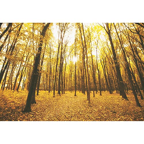 Captivating Fall Maple Forest Backdrop