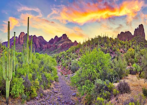 Capture the Wild Beauty: Arizona Desert Photography Backdrop