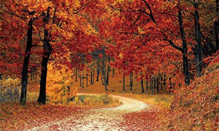 Enchanting Autumn Forest: Captivating Red Maples