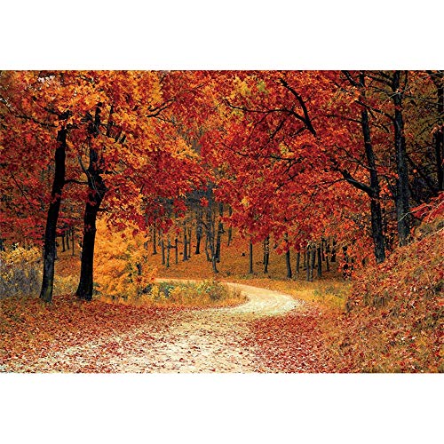 Enchanting Autumn Forest: Captivating Red Maples